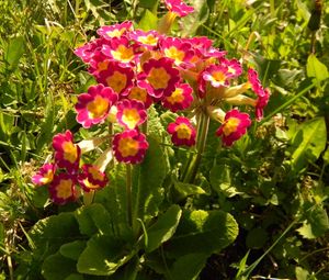 Preview wallpaper primrose, flowers, colorful, leaves, sunny