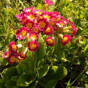 Preview wallpaper primrose, flowers, colorful, leaves, sunny