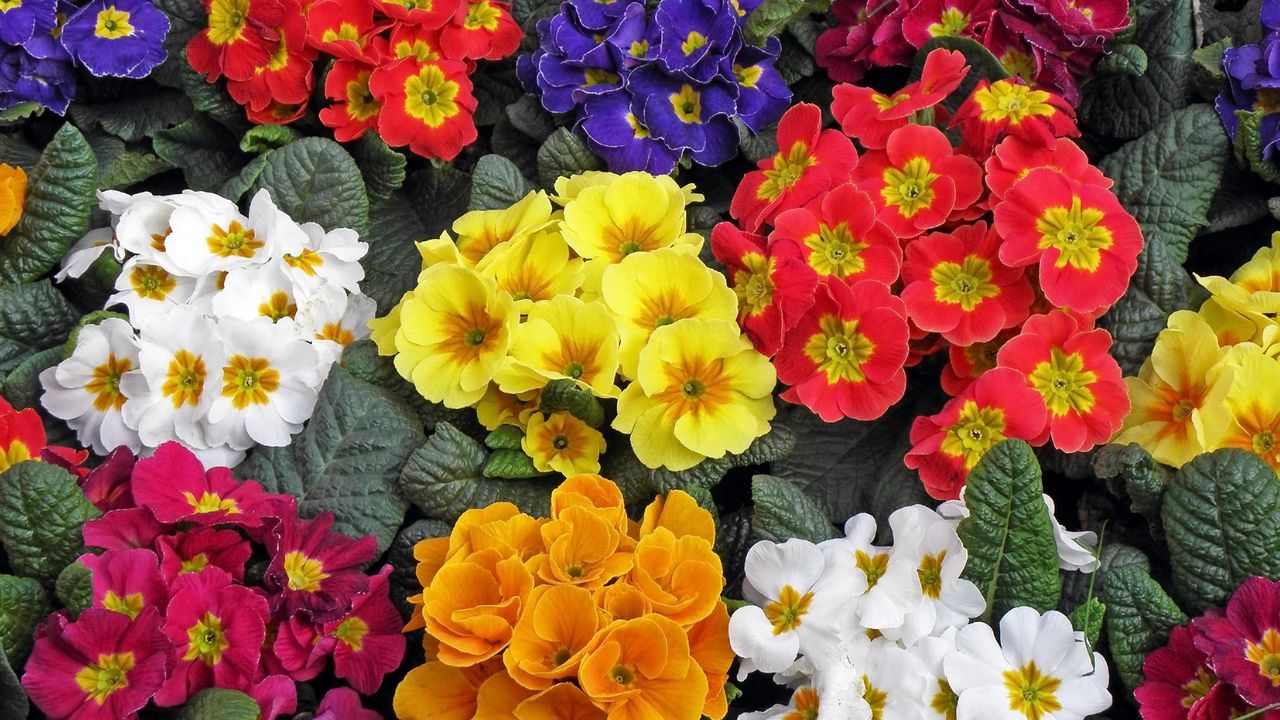 Wallpaper primrose, flowers, colorful, bright