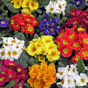 Preview wallpaper primrose, flowers, colorful, bright