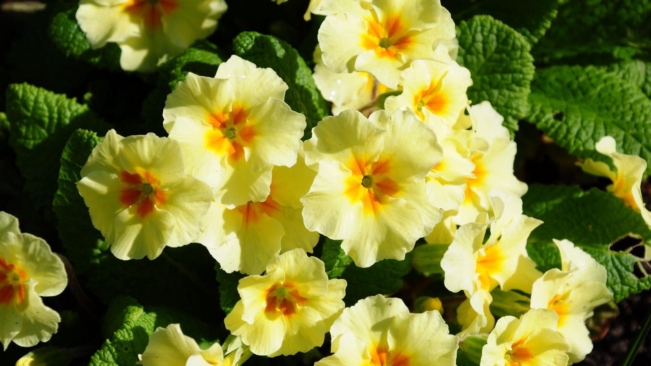 Wallpaper primrose, flowers, herbs, flowerbed, sunny