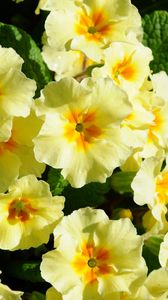 Preview wallpaper primrose, flowers, herbs, flowerbed, sunny