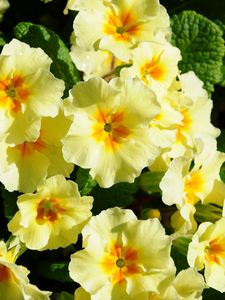 Preview wallpaper primrose, flowers, herbs, flowerbed, sunny