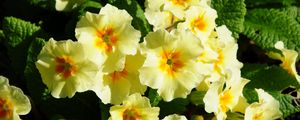 Preview wallpaper primrose, flowers, herbs, flowerbed, sunny