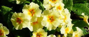 Preview wallpaper primrose, flowers, herbs, flowerbed, sunny