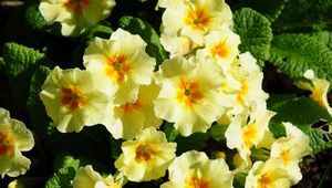 Preview wallpaper primrose, flowers, herbs, flowerbed, sunny