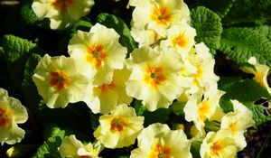 Preview wallpaper primrose, flowers, herbs, flowerbed, sunny