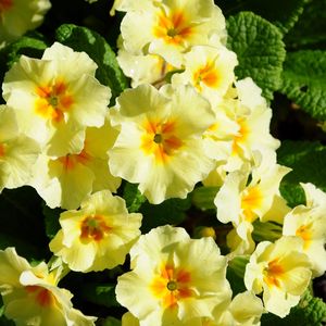 Preview wallpaper primrose, flowers, herbs, flowerbed, sunny