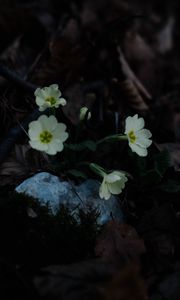 Preview wallpaper primrose, flowers, leaves, macro, white