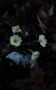 Preview wallpaper primrose, flowers, leaves, macro, white