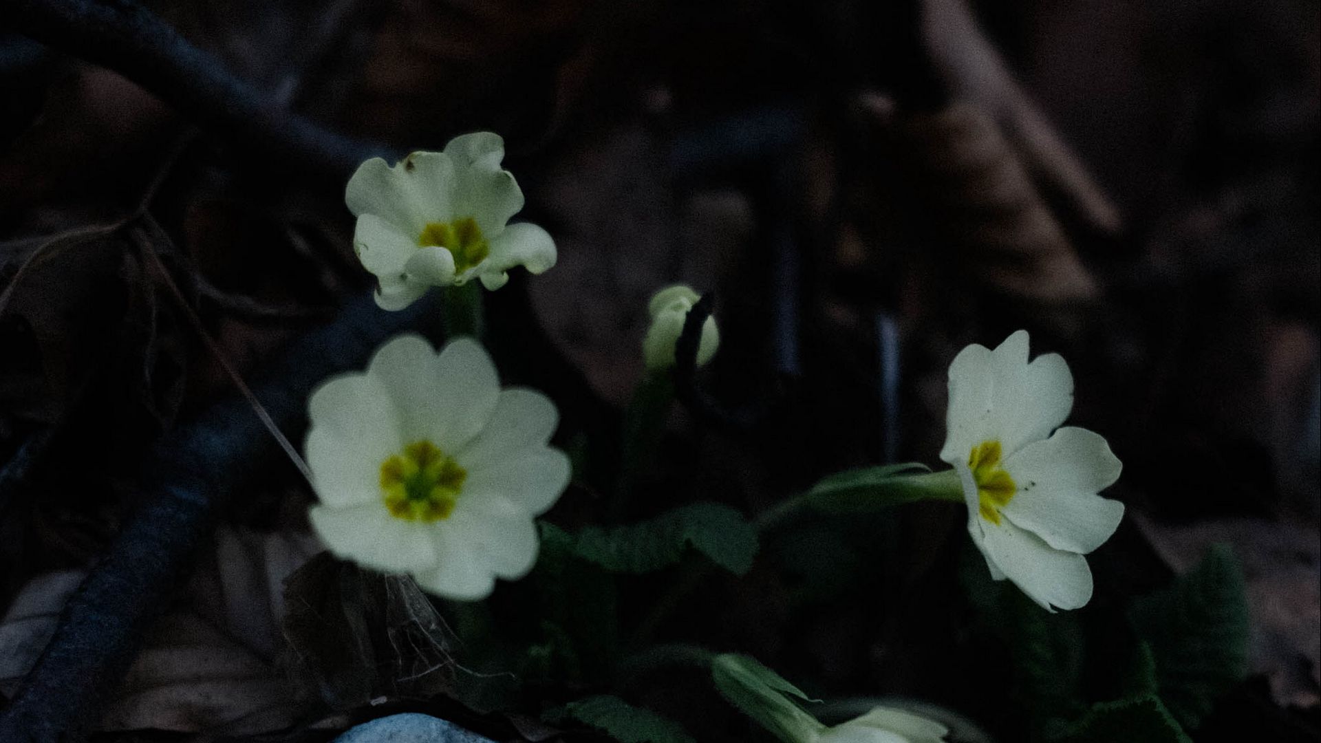 Download wallpaper 1920x1080 primrose, flowers, leaves, macro, white