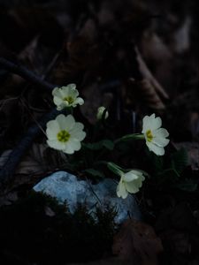 Preview wallpaper primrose, flowers, leaves, macro, white