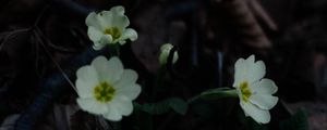 Preview wallpaper primrose, flowers, leaves, macro, white