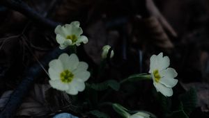 Preview wallpaper primrose, flowers, leaves, macro, white