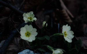 Preview wallpaper primrose, flowers, leaves, macro, white