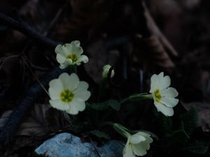 Preview wallpaper primrose, flowers, leaves, macro, white