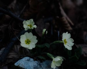 Preview wallpaper primrose, flowers, leaves, macro, white