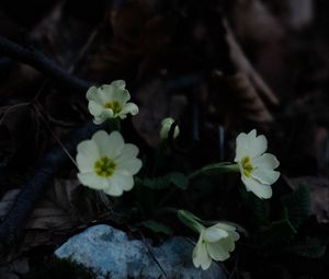Preview wallpaper primrose, flowers, leaves, macro, white