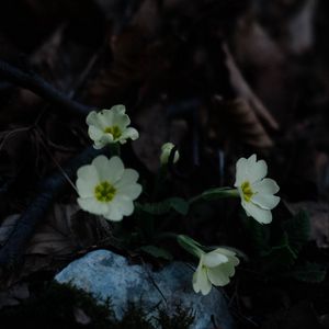 Preview wallpaper primrose, flowers, leaves, macro, white