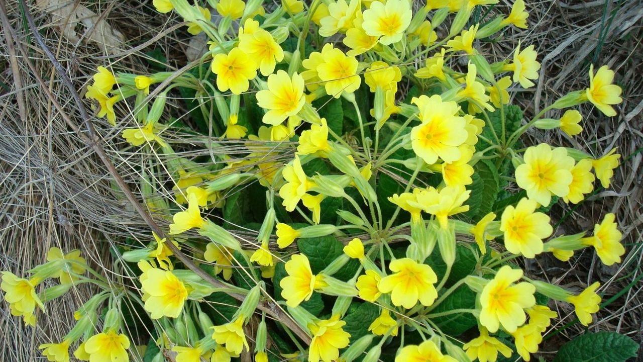 Wallpaper primrose, flowers, yellow, green, dead