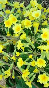 Preview wallpaper primrose, flowers, yellow, green, dead