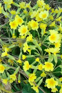 Preview wallpaper primrose, flowers, yellow, green, dead