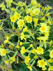 Preview wallpaper primrose, flowers, yellow, green, dead