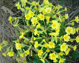 Preview wallpaper primrose, flowers, yellow, green, dead