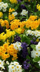 Preview wallpaper primrose, hyacinth, flowers, flowerbed, green