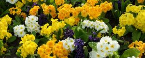 Preview wallpaper primrose, hyacinth, flowers, flowerbed, green