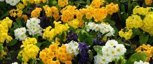 Preview wallpaper primrose, hyacinth, flowers, flowerbed, green