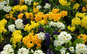 Preview wallpaper primrose, hyacinth, flowers, flowerbed, green