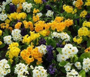 Preview wallpaper primrose, hyacinth, flowers, flowerbed, green