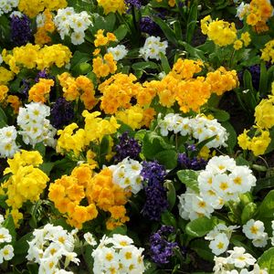 Preview wallpaper primrose, hyacinth, flowers, flowerbed, green