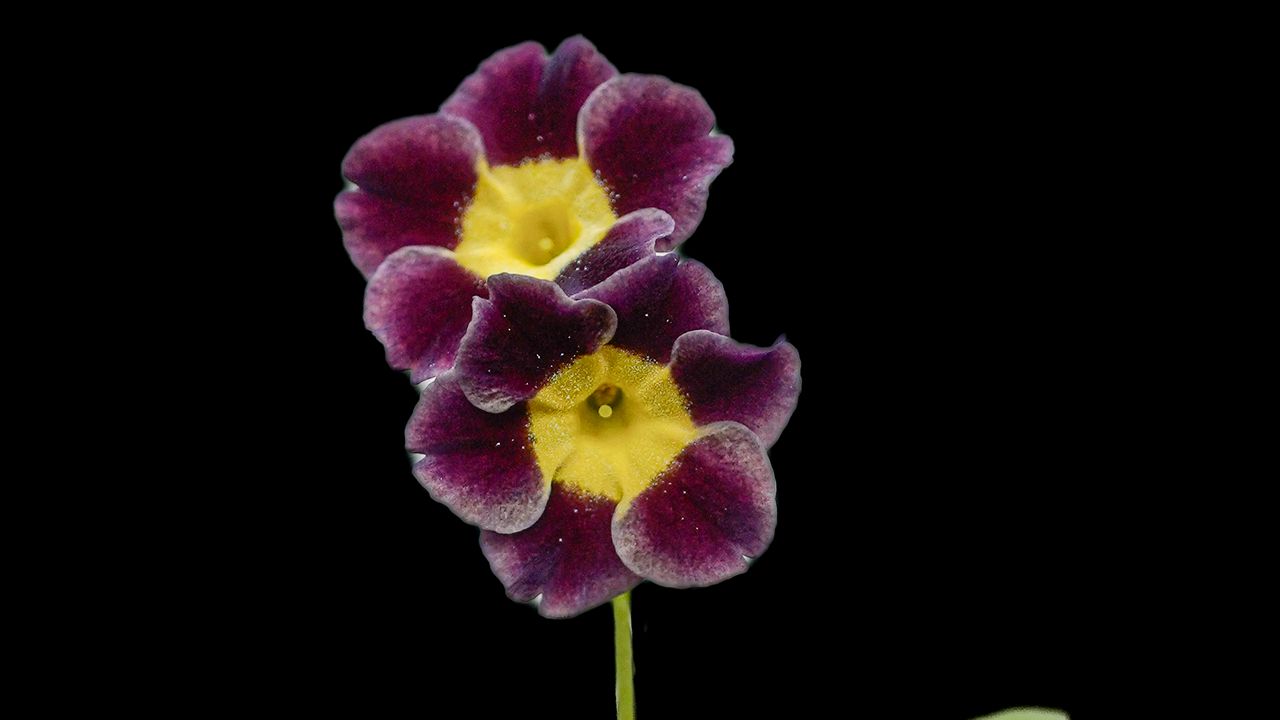 Wallpaper primrose, petals, flowers, leaves, close-up, purple, green