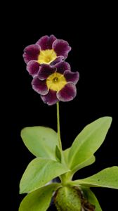 Preview wallpaper primrose, petals, flowers, leaves, close-up, purple, green