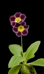 Preview wallpaper primrose, petals, flowers, leaves, close-up, purple, green