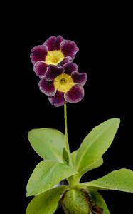 Preview wallpaper primrose, petals, flowers, leaves, close-up, purple, green