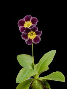 Preview wallpaper primrose, petals, flowers, leaves, close-up, purple, green