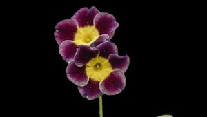 Preview wallpaper primrose, petals, flowers, leaves, close-up, purple, green