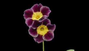 Preview wallpaper primrose, petals, flowers, leaves, close-up, purple, green