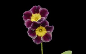 Preview wallpaper primrose, petals, flowers, leaves, close-up, purple, green