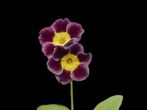 Preview wallpaper primrose, petals, flowers, leaves, close-up, purple, green
