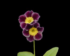 Preview wallpaper primrose, petals, flowers, leaves, close-up, purple, green