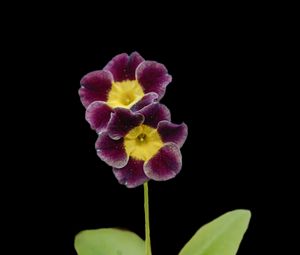 Preview wallpaper primrose, petals, flowers, leaves, close-up, purple, green
