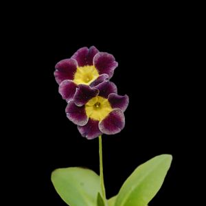 Preview wallpaper primrose, petals, flowers, leaves, close-up, purple, green