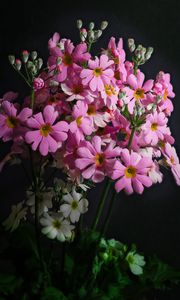 Preview wallpaper primrose, petals, flowers, leaves
