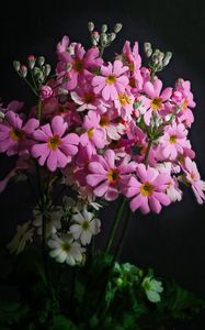 Preview wallpaper primrose, petals, flowers, leaves