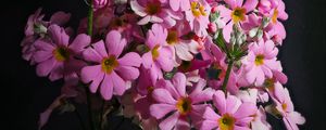 Preview wallpaper primrose, petals, flowers, leaves