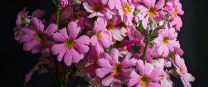 Preview wallpaper primrose, petals, flowers, leaves